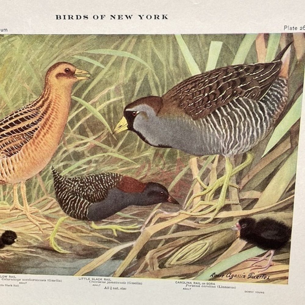 🖤 5 / $ 25 Antique Ornithological Bird Print Original - Picture 4 of 15